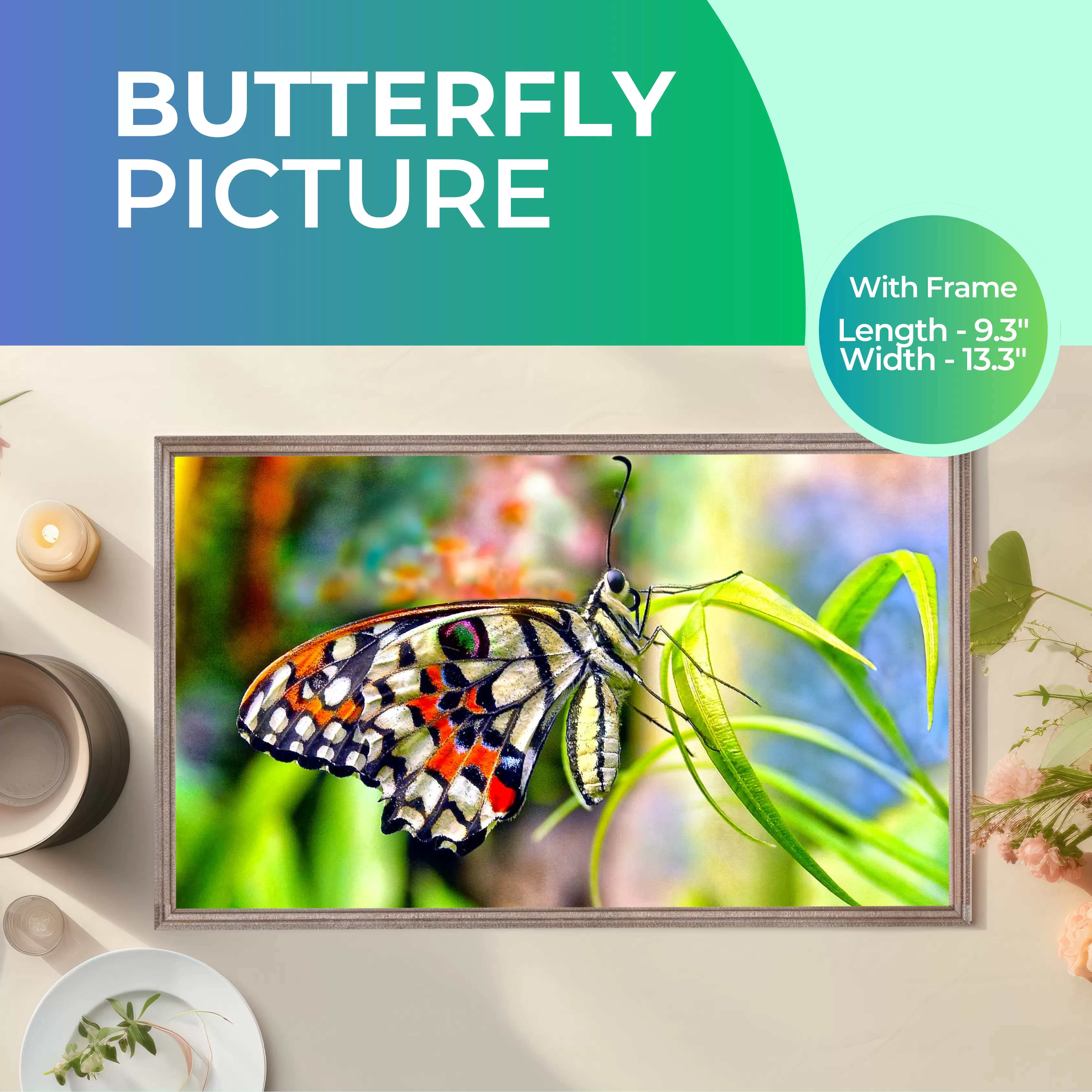 Butterfly  Picture