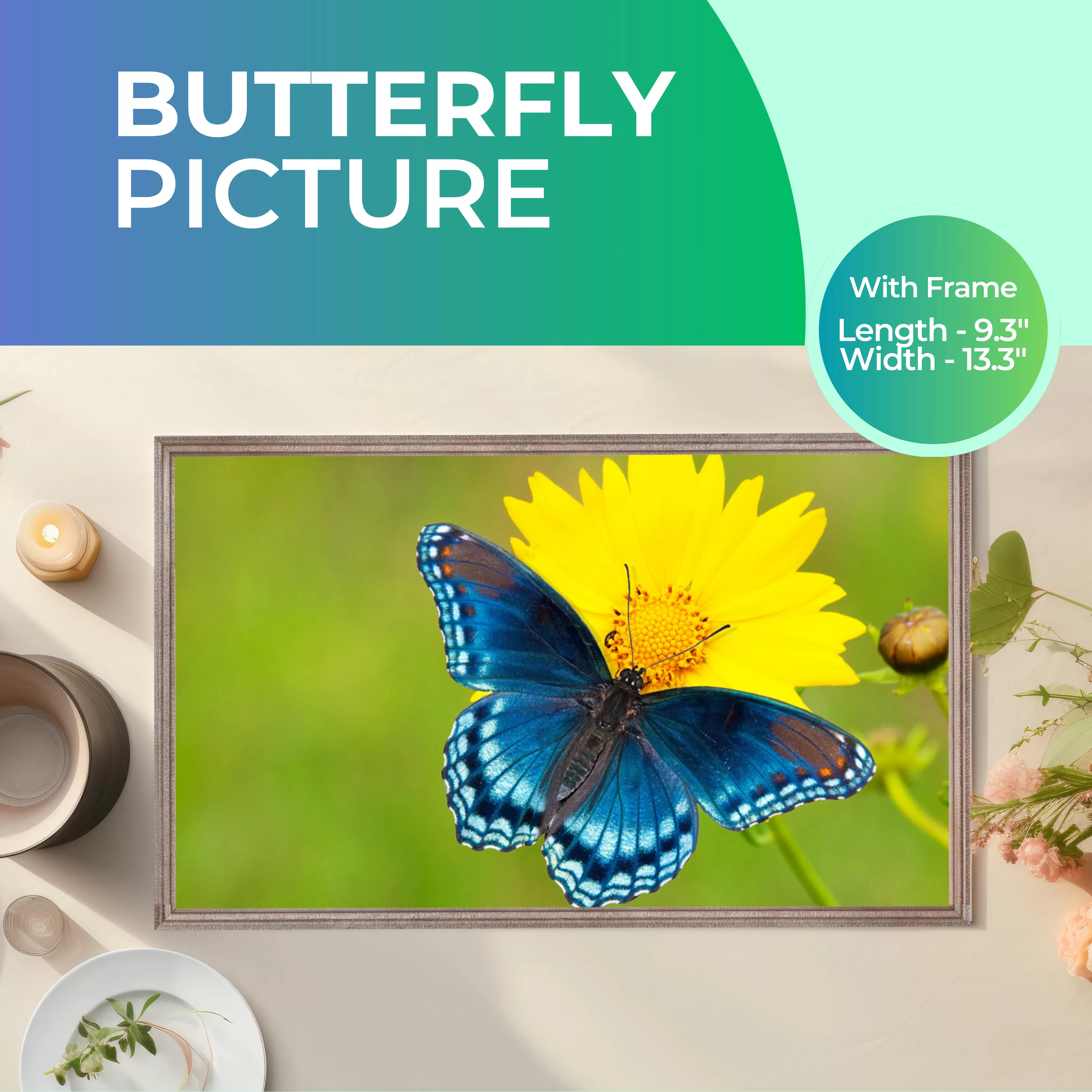 Butterfly  Picture